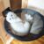 Hamaca Plegable para Gatos